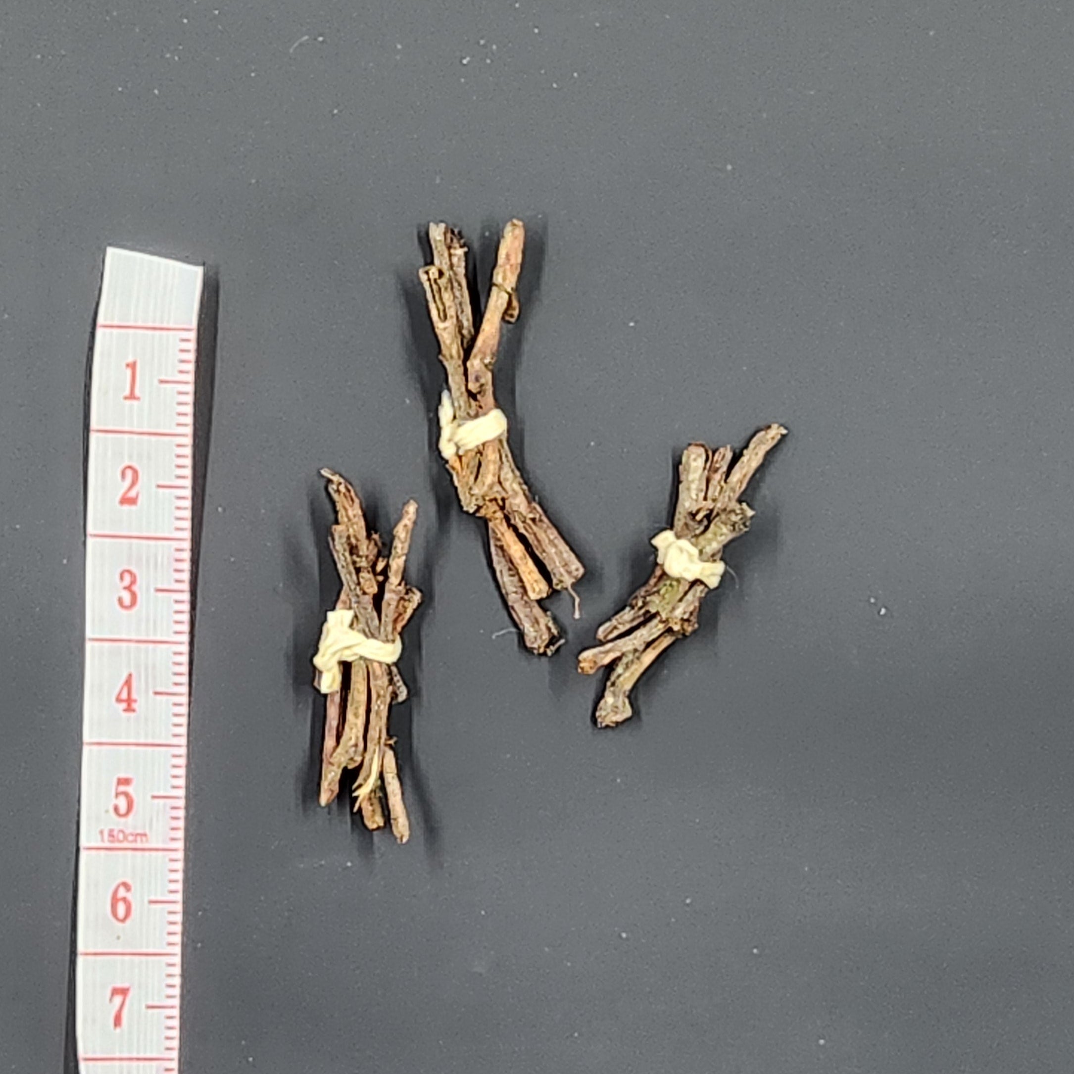 Miniature Bundle of Western Hemlock Twigs