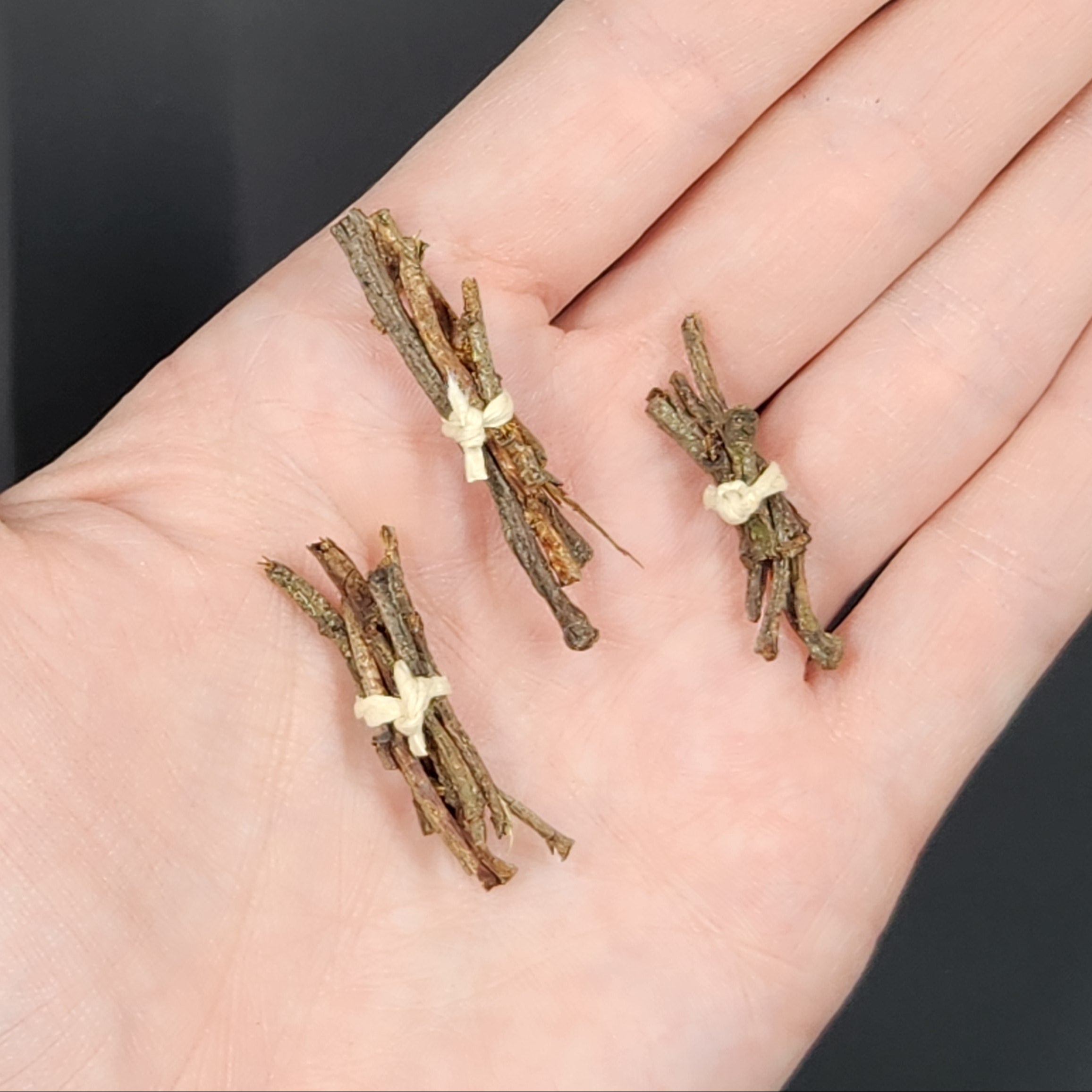 Miniature Bundle of Western Hemlock Twigs