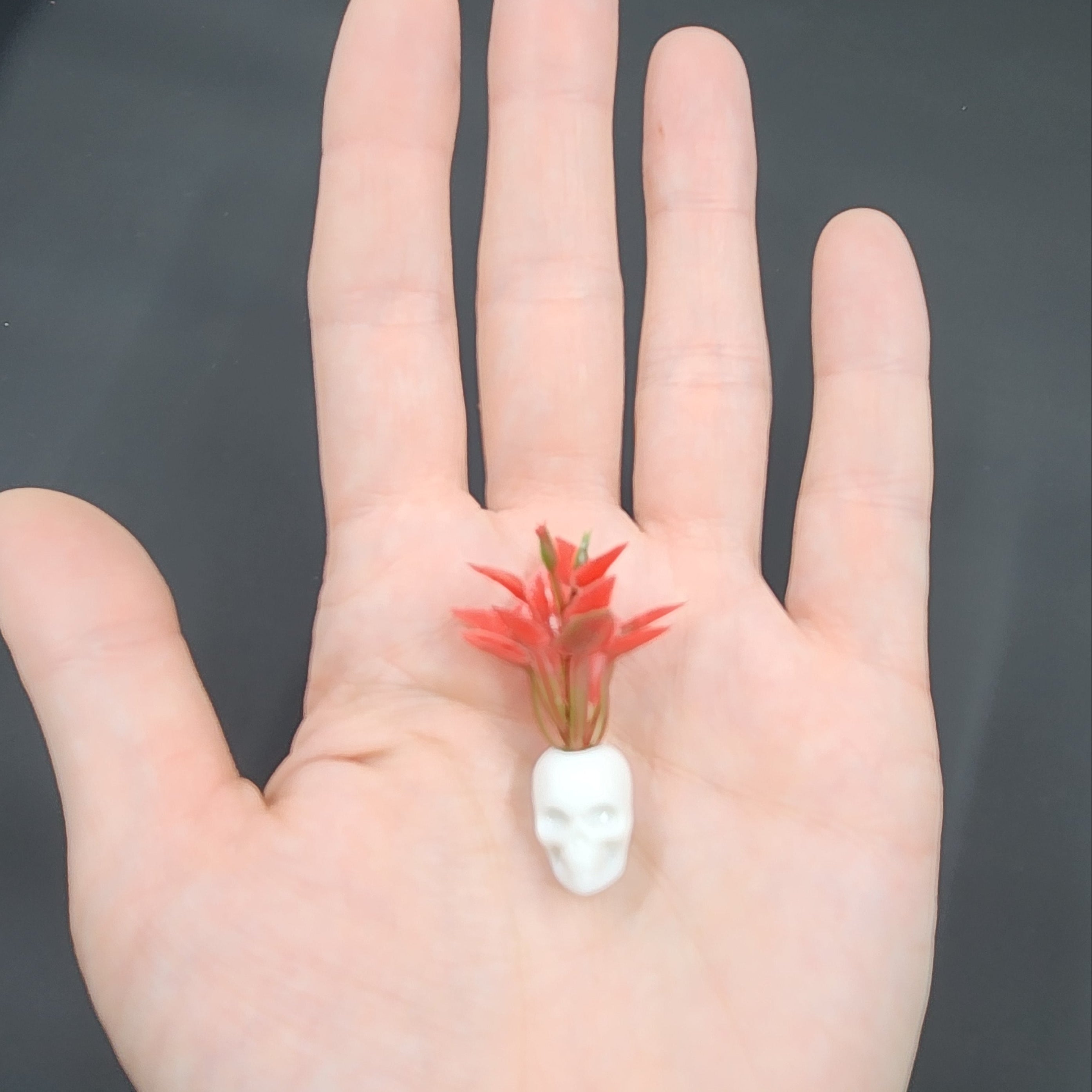Miniature White Skull Planter