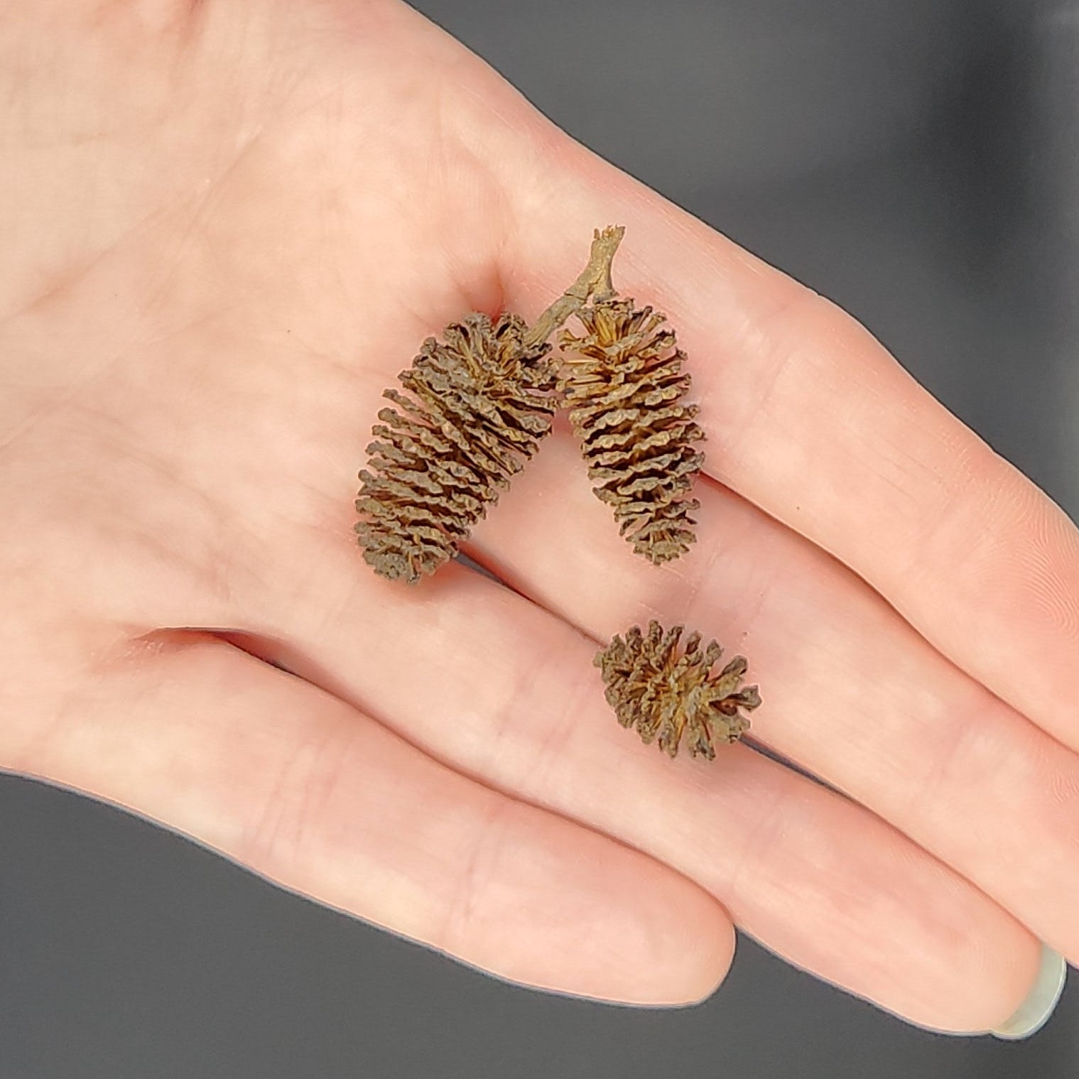 Western Hemlock Cones- Set of 3