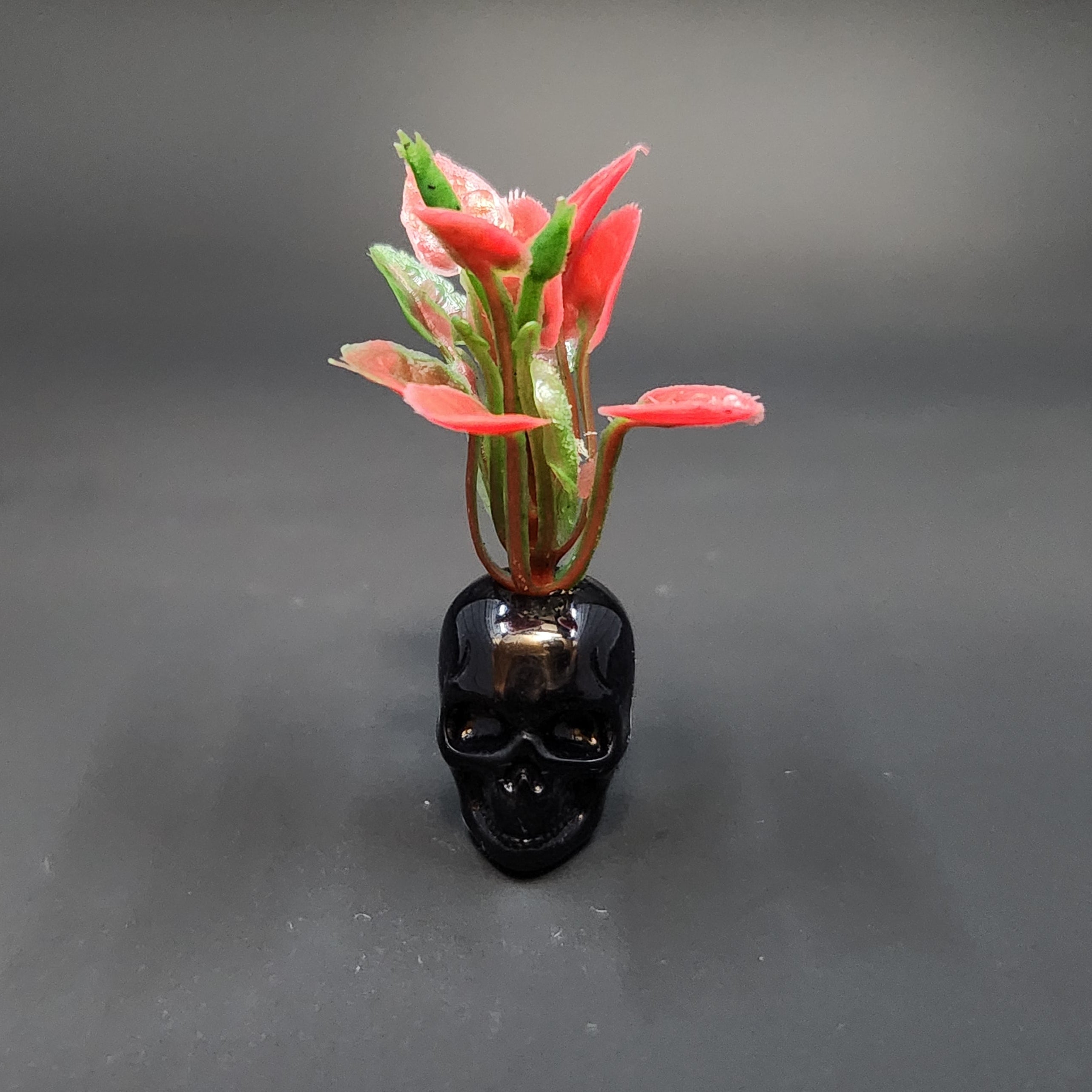 Miniature Black Skull Planter
