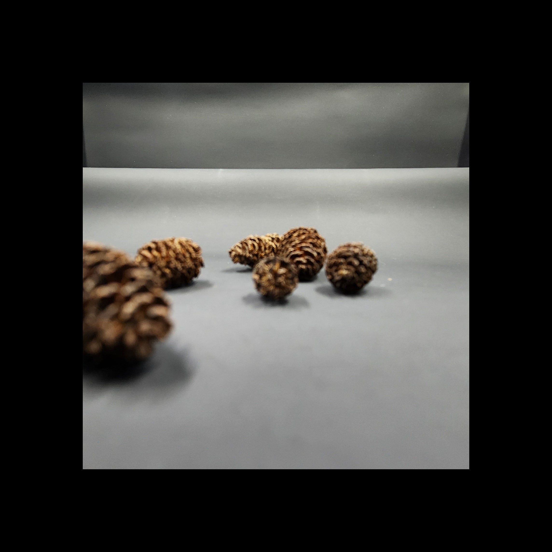 Western Hemlock Cones- Set of 3